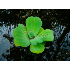 Pistia stratiotes (alface d'água)